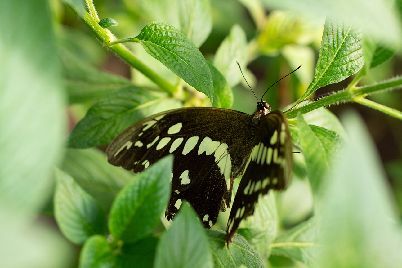 Schmetterling im Papiliorama